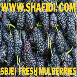 FRESH MULBERRIES